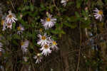 Climbing aster